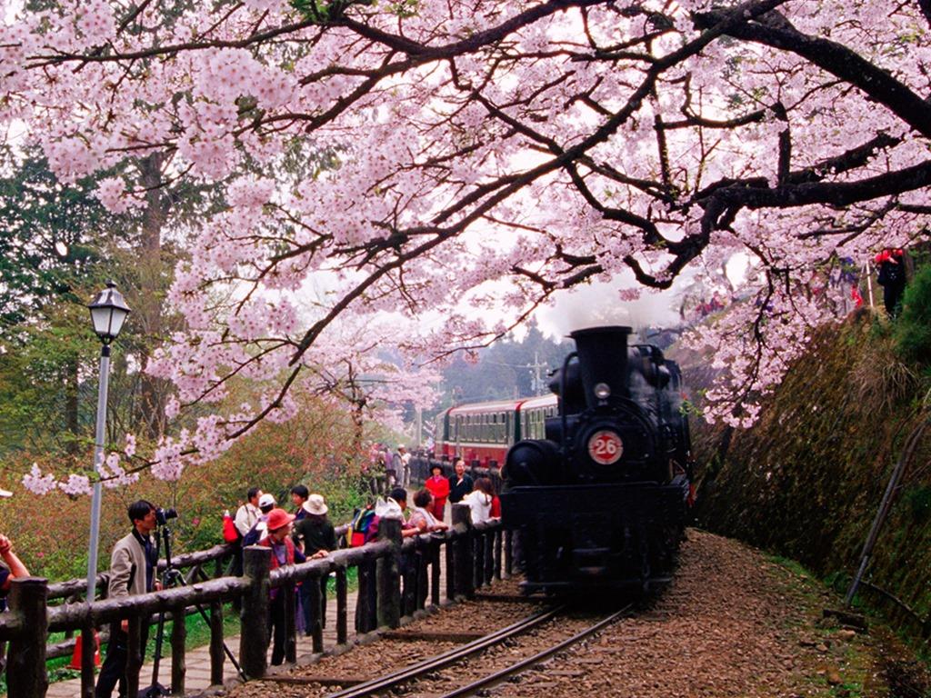 櫻花火車（黑頭） (1024-768)